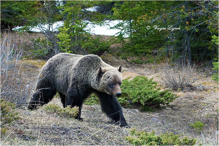 Mountain Grizzly Bear 109 by Dr. Wayne Lynch &copy;